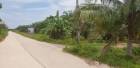 Sell land,palm tree 198 rai at wat donmali near Asia highway road, AH41. In Suratthani Thailand.