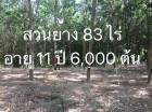 ขายสวนยาง 83 ไร่ 6,000 ต้น อ.นครไทย จ.พิษณุโลก